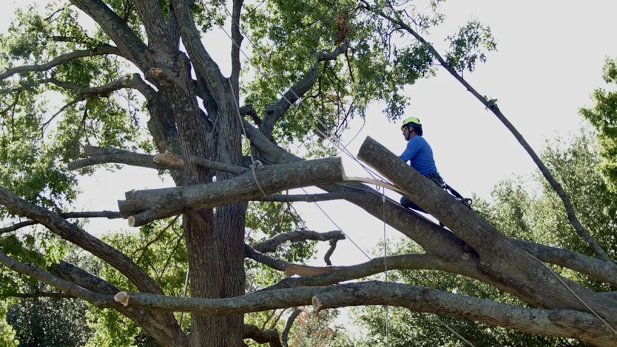 Professional Crown Thinning performed by certified arborists in Oakton